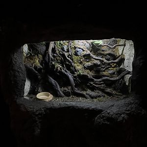 green tree phyton (morelia viridis) exhibit - BX Sea