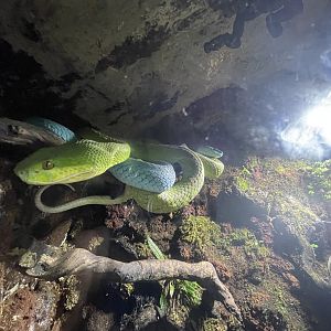 sunda white-lipped pit viper (trimeresus insularis) (green & blue) - BX Sea