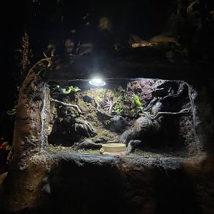 sunda white-lipped pit viper (trimeresus insularis) exhibit- BX Sea