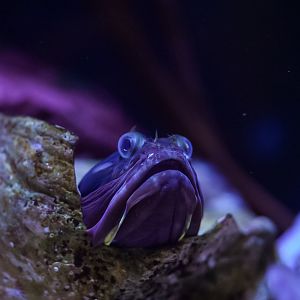 Sarcastic Fringehead