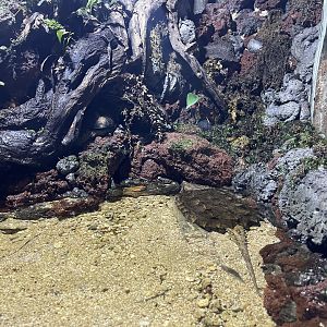 aligator snapping turtle (macrochelys temminckii) - BX Sea
