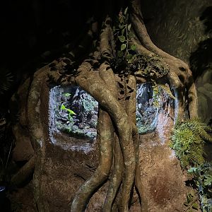 aligator snapping turtle (macrochelys temminckii) exhibit - BX Sea