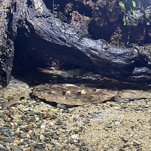 mata-mata (chelus fimbriata) (1) - BX Sea