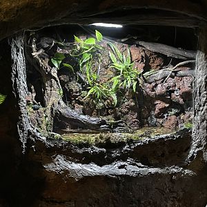 mata-mata (chelus fimbriata) exhibit - BX Sea