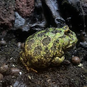 cranwell’s horned frog (ceratophrys cranwelli) (1) - BX Sea