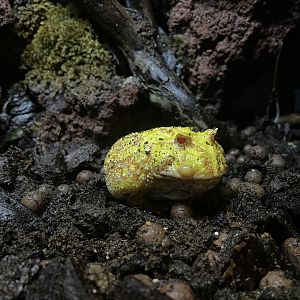 cranwell’s horned frog (ceraptophrys cranwelli) (2) - BX Sea