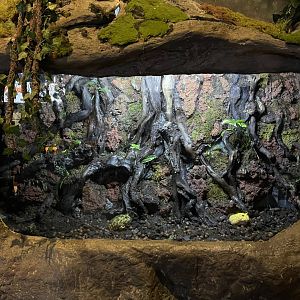 cranwell’s horned frog (ceraptophrys cranwelli) exhibit - BX Sea