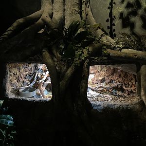 green iguana (iguana iguana) exhibit - BX Sea