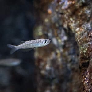 Fish ID? - Zoo Plzeň