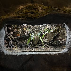 annam walking stick (medauroidea extradentata) exhibit - BX Sea