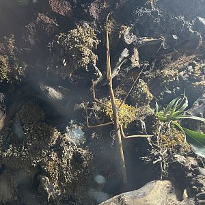 annam walking stick (medauroidea extradentata) - BX Sea