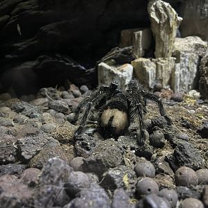 goliath birdeater (theraphosa blondi) - BX Sea