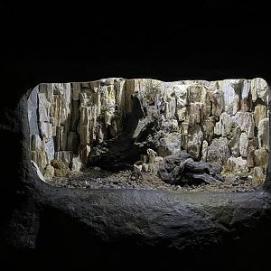 goliath birdeater (theraphosa blondi) exhibit - BX Sea