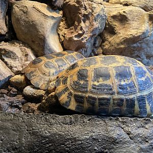 forsten’s tortoise (indotestudo forstenii) - BX Sea