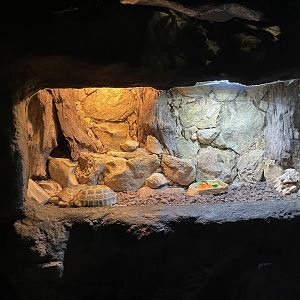 forsten’s tortoise (indotestudo forstenii) exhibit - BX Sea