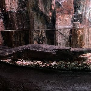 chinese giant salamander (andrias davidianus) - BX Sea