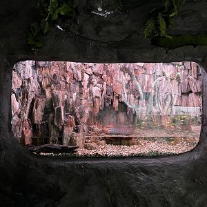 chinese giant salamander (andrias davidianus) exhibit - BX Sea