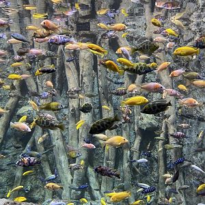 african cichlids - BX Sea