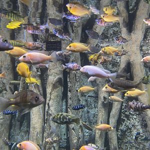 african cichlids - BX Sea