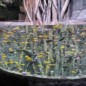 african cichlids exhibit - BX Sea