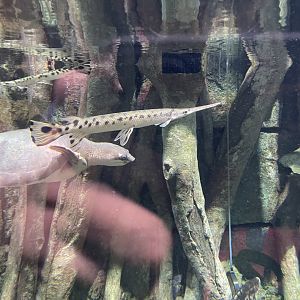 longnose gar (lepisosteus osseus) - BX Sea