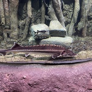 diamond sturgeon (acipenser gueldenstaedtii) - BX Sea