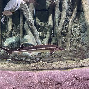 diamond sturgeon (acipenser gueldenstaedtii) - BX Sea