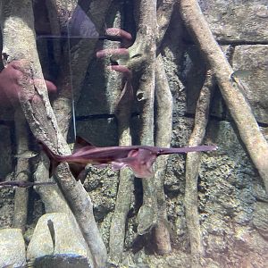 mississippi paddlefish (polyodon spathula) - BX Sea