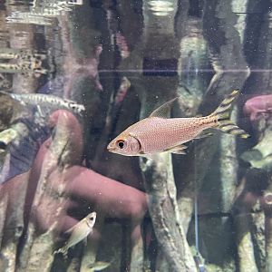 silver prochilodus (semaprochilodus taeniurus) - BX Sea