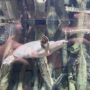 pig-nosed turtle (carettochelys insculpta) - BX Sea