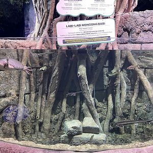 prehistoric fishes exhibit - BX Sea