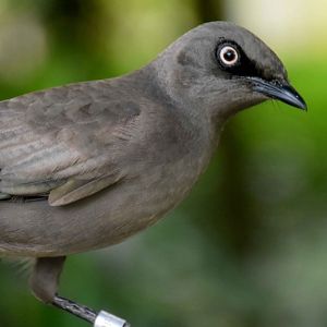 Ashy Starling (Lamprotornis unicolor)