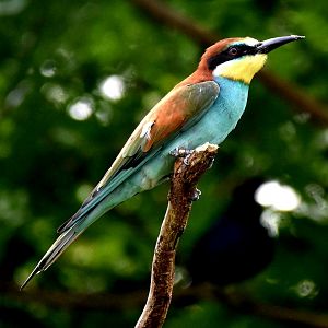 European Bee-eater (Merops apiaster)