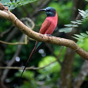 Northern Carmine Bee-eater (Merops nubicus)