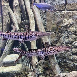 tiger shovelnose catfish (pseudoplatystoma tigrinum) (1) - BX Sea