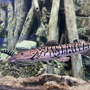 tiger shovelnose catfish (pseudoplatysoma tigrinum) (2) - BX Sea