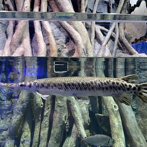 florida gar (lepisosteus platyrhincus) - BX Sea