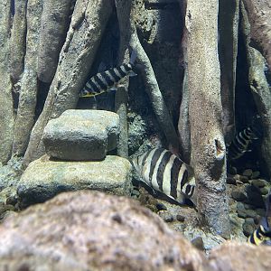 indonesian tigerfish (datnoides microlepis) - BX Sea