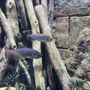 payara (hydrolycus scomberoides) - BX Sea