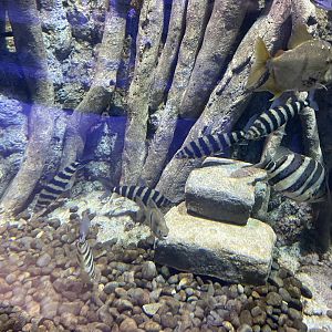black-banded leoprinus (leporinus fasciatus) - BX Sea