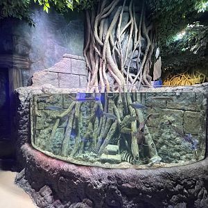 mixed predatory fishes exhibit - BX Sea