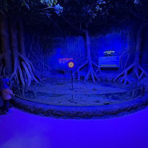 mangrove exhibit - BX Sea