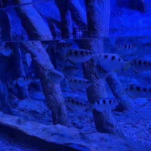 banded archerfish (toxotes jaculatrix) - BX Sea