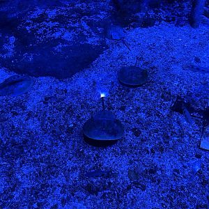 indo-pacific horshoe crab (tachypleus gigas) - BX Sea