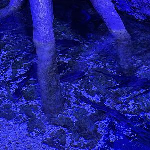 striped eel catfish (plotosus lineatus) - BX Sea