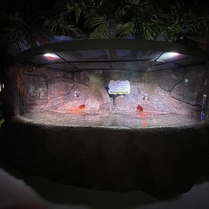 false gharial (tomistoma schlegelii) exhibit - BX Sea