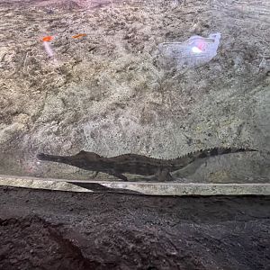 juvenille false gharial (tomistoma schlegelii) (1) - BX Sea