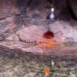 juvenille false gharial (tomistoma schlegelii) (2) - BX Sea