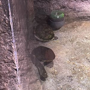 northern snake-necked turtle (chelodina rugosa) - BX Sea