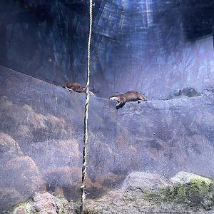 asian small-clawed otter (aonyx cinereus) - BX Sea